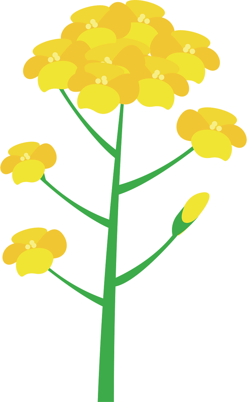 Rape blossoms