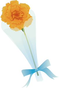 Carnation flower
