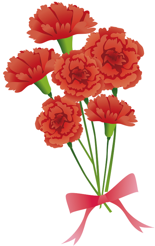 Carnation flower
