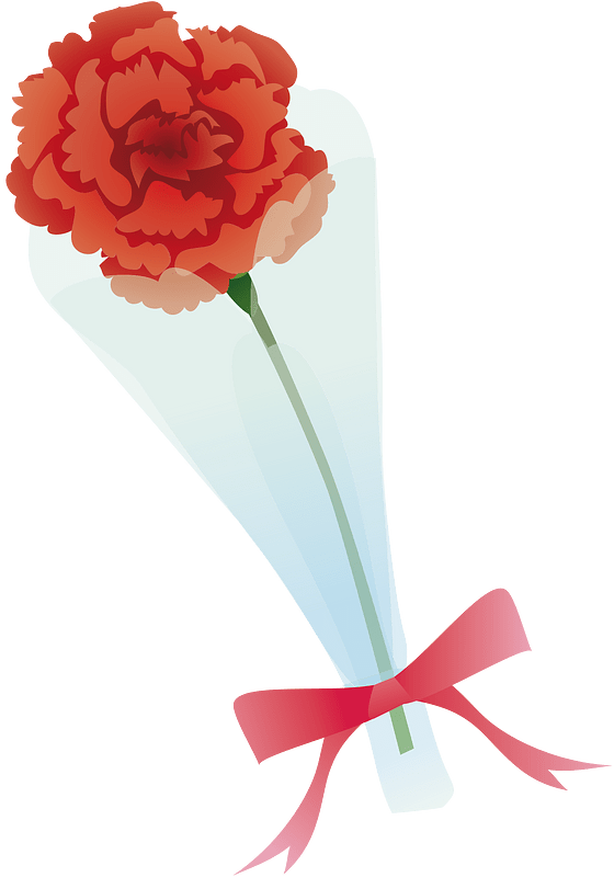 Carnation flower