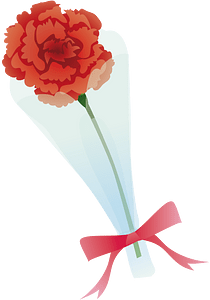 Carnation flower