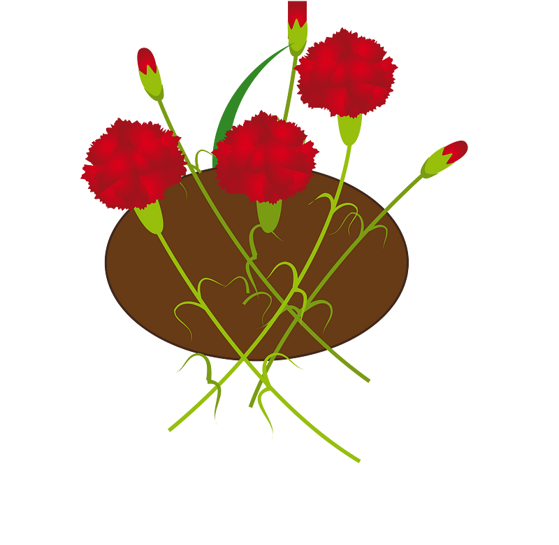 Carnation flower