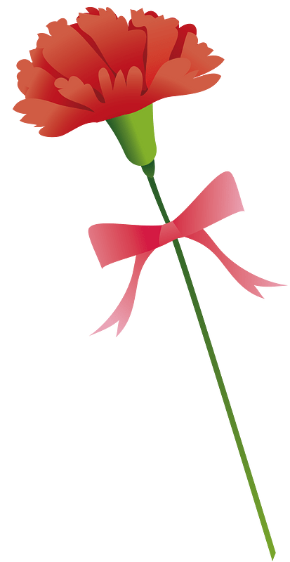 Carnation flower