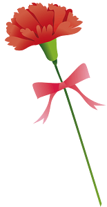 Carnation flower