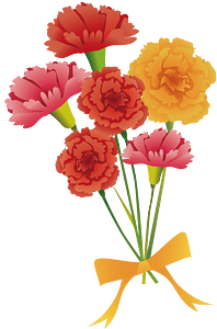 Carnation flower