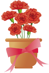 Carnation flower