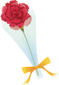 Carnation flower
