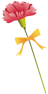 Carnation flower