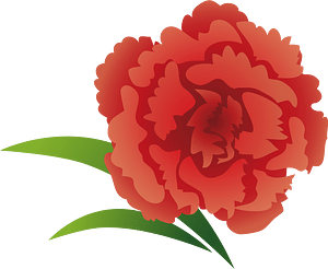 Carnation flower