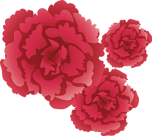 Carnation flower