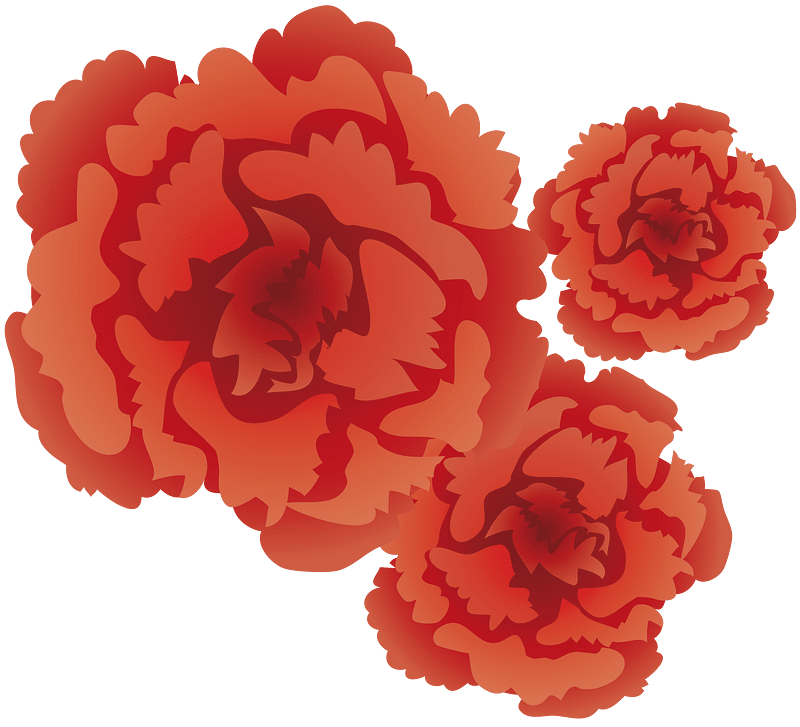 Carnation flower