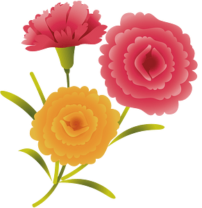 Carnation flower