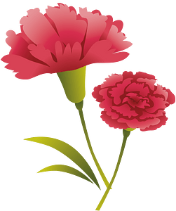 Carnation flower