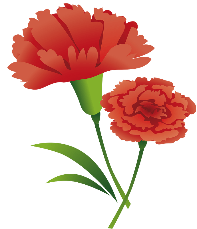Carnation flower