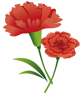 Carnation flower