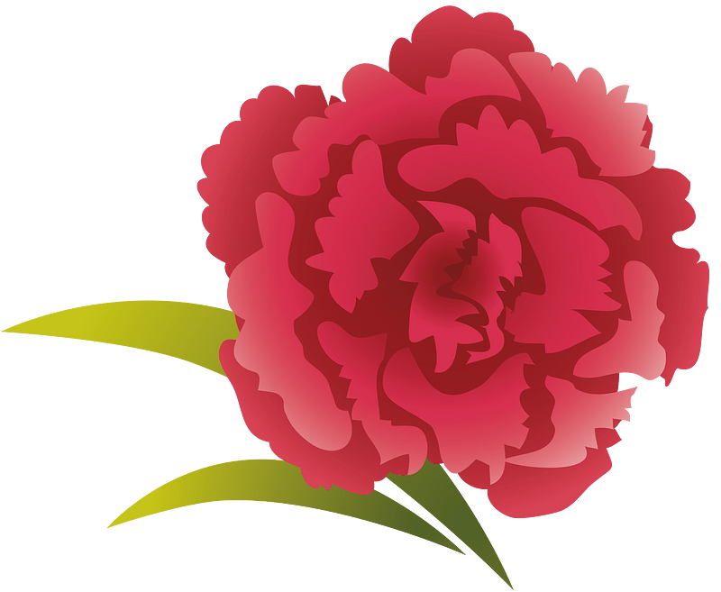 Carnation flower