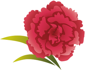 Carnation flower