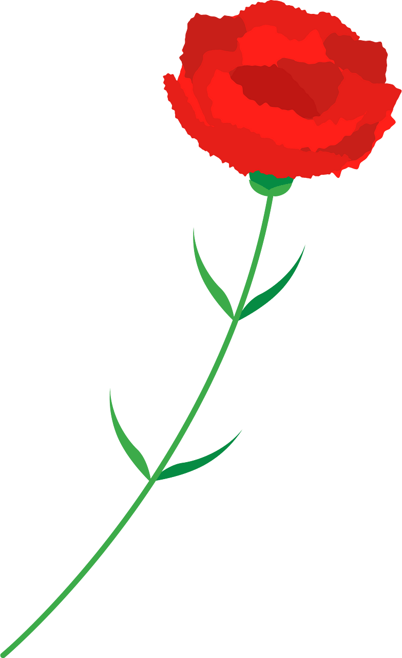 카네이션