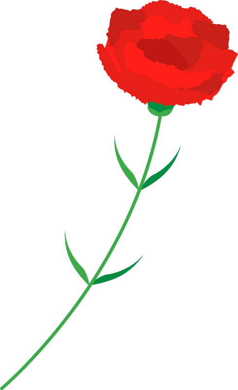 카네이션