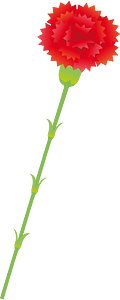 Carnation