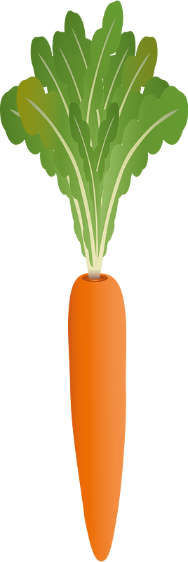 Carrot vegetable