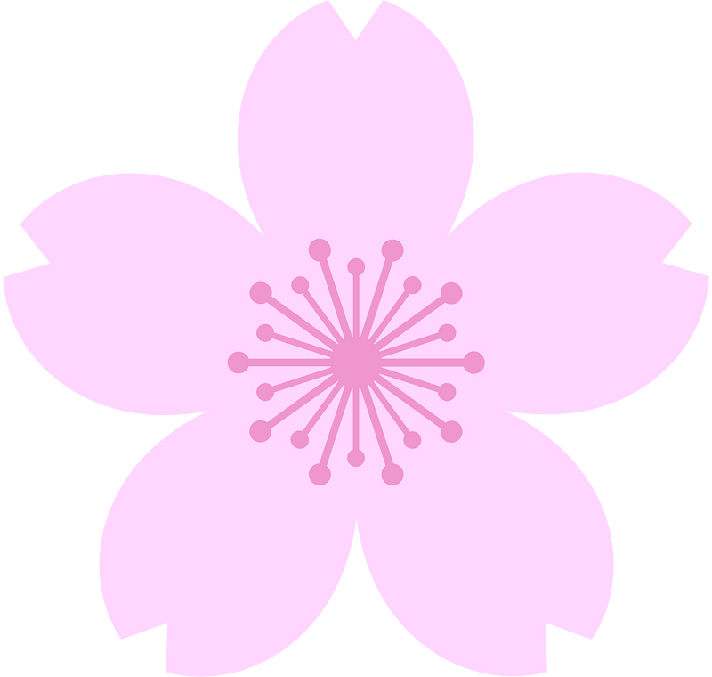 Cherry blossom