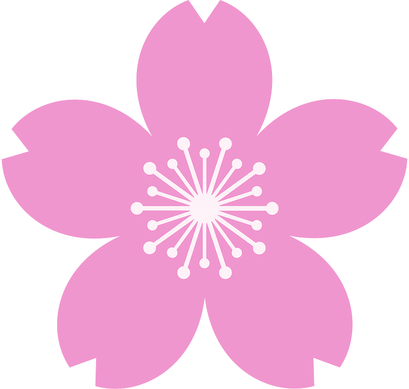 Cherry blossom