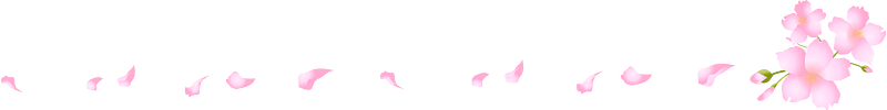 Cherry blossoms line