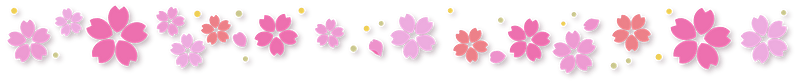 Cherry blossoms line
