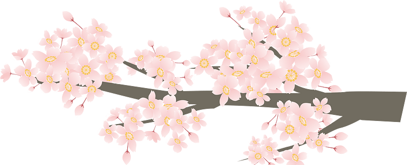 Cherry blossoms