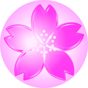 Cherry blossoms