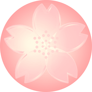 Cherry blossoms