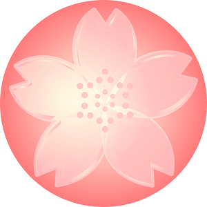 Cherry blossoms