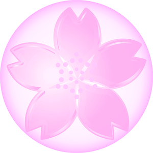 Cherry blossoms