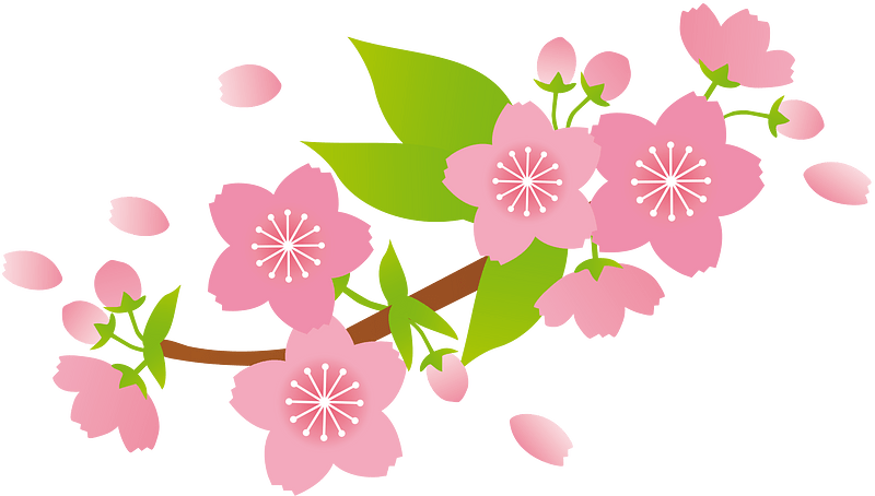 Cherry blossoms