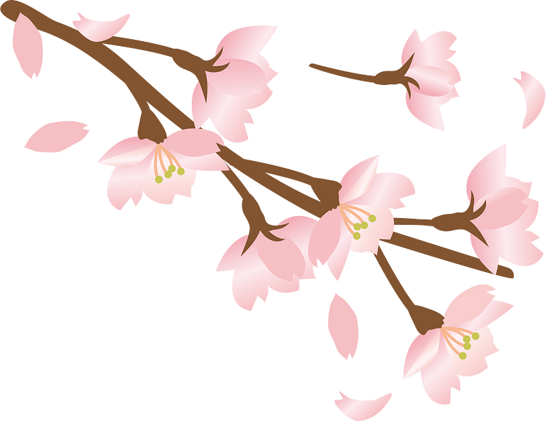 Cherry blossoms