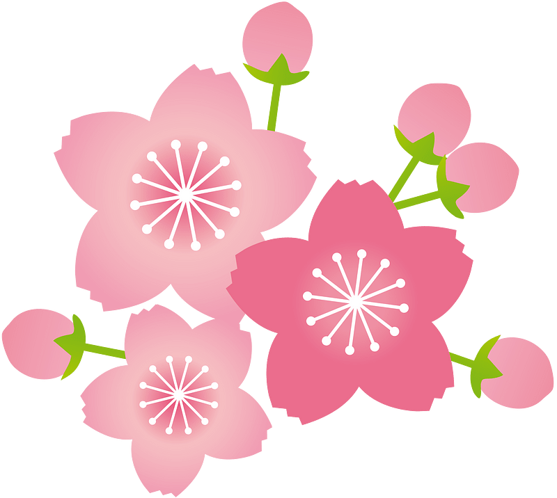 Cherry blossoms