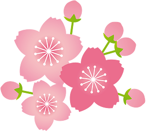 Cherry blossoms