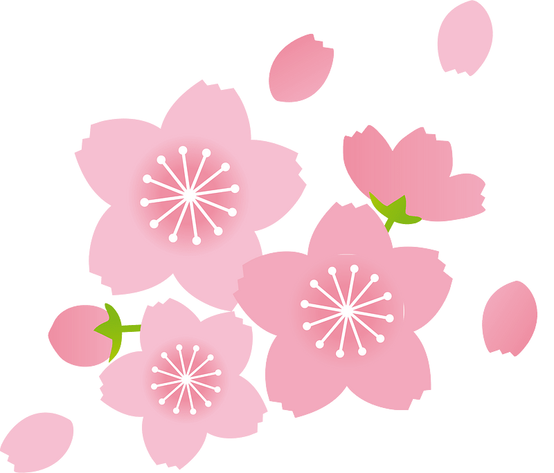 Cherry blossoms