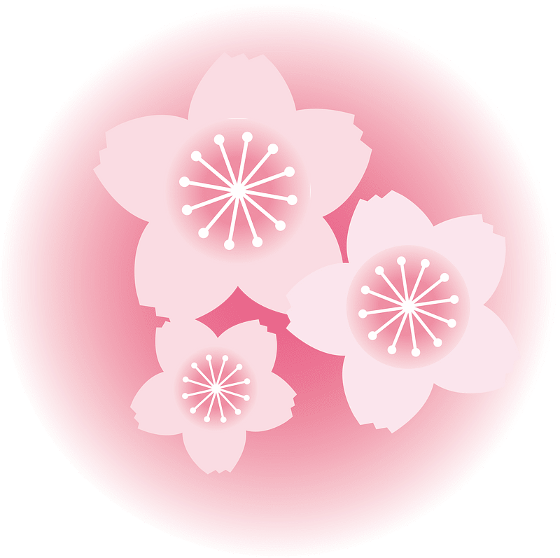 Cherry blossoms