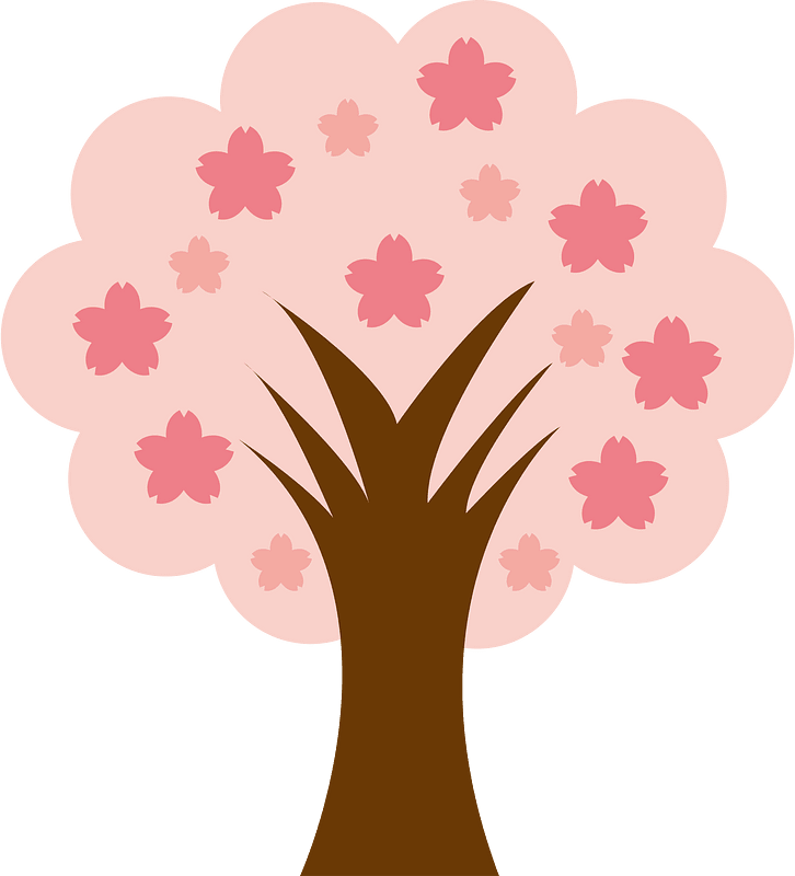 Cherry blossoms