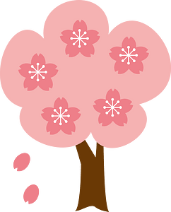 Cherry blossoms