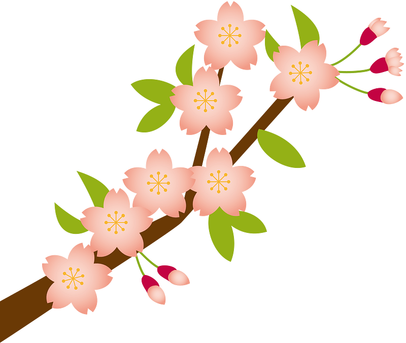 Cherry blossoms