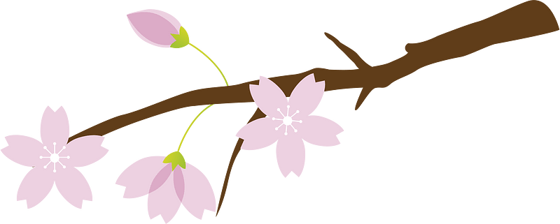 Cherry blossoms