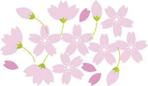 Cherry blossoms