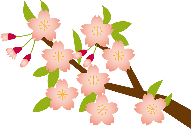 Cherry blossoms