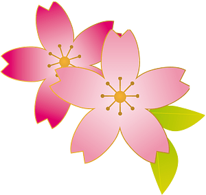 Cherry blossoms
