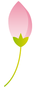 Cherry blossoms