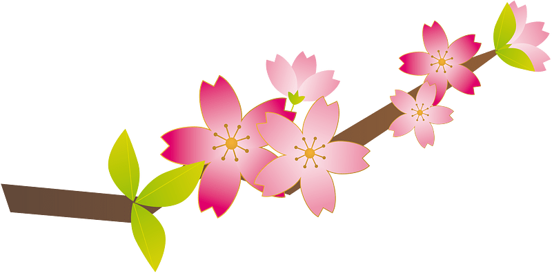 Cherry blossoms