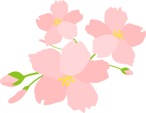 Cherry blossoms
